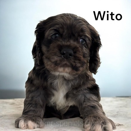 puppy, for, sale, Cocker Spaniel, Joe & Cherri  Overlease, dog, breeder, Miller, MO, dog-breeder, puppy-for-sale, forsale, nearby, find, puppyfind, locator, puppylocator, aca